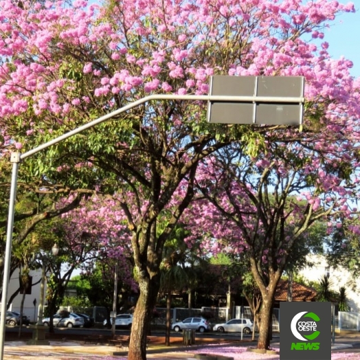 Ipês-rosa embelezam ruas e avenidas de Santa Helena e anunciam a chegada do inverno