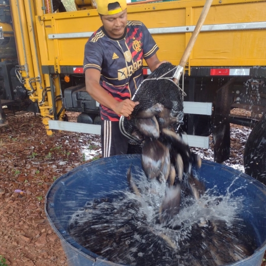 Itaipu doa uma tonelada de peixes para comunidade indígena Tekoha Ocoy