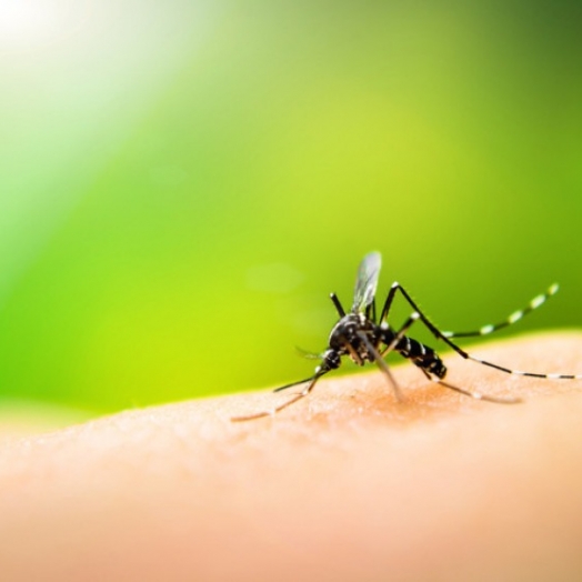 Itaipulândia está em epidemia de dengue: Vigilância em Saúde realizou arrastão em todo o município