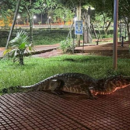 Jacaré sai para passeio de Natal em Ciudad del Este