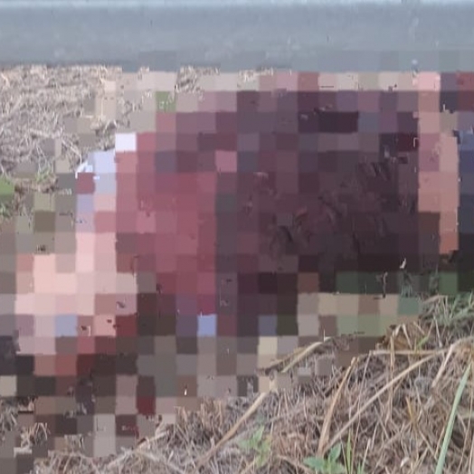 Jovem encontrado morto às margens da BR 277 em Medianeira