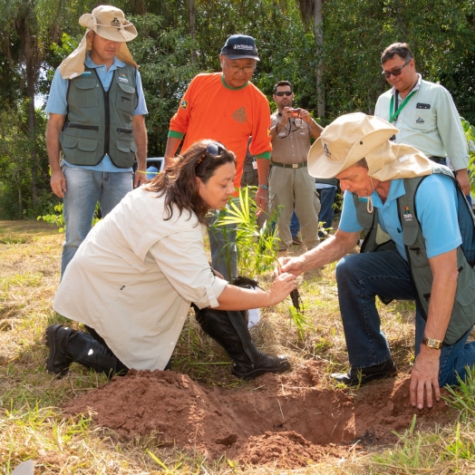 Legado verde: em dez anos, Itaipu plantou quase 775 mil mudas de árvores