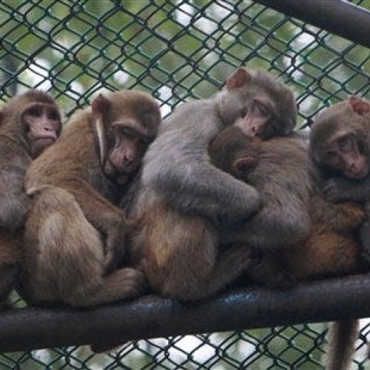 Macacos