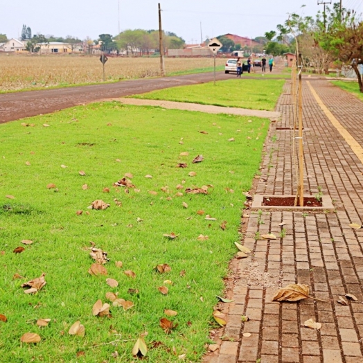 Mais de 400 mudas de árvores foram plantadas em calçadas do Bairro Caramuru