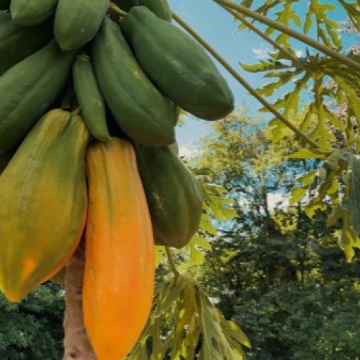 Mamoeiro cultivado no Paraná chama atenção ao produzir frutos com mais de 6 kg