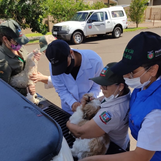 Medianeira registra caso de Leishmaniose Canina importada