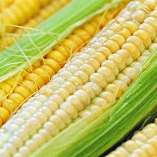 Mercado de milho segue parado