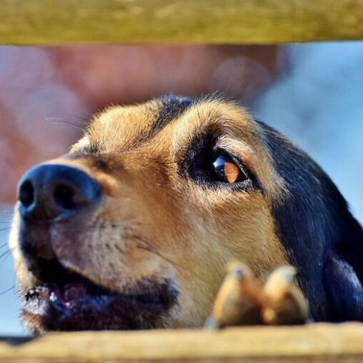 Meu cachorro não para de latir, o que fazer?