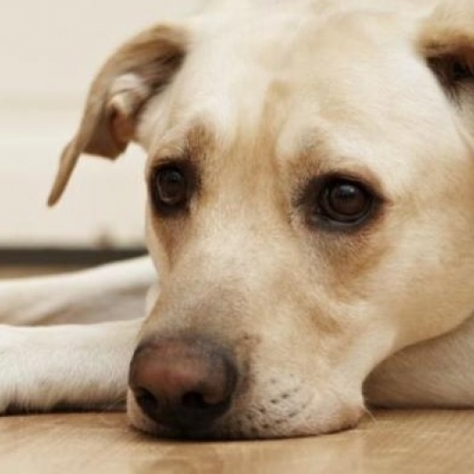 Meu cachorro não quer comer, o que devo fazer?