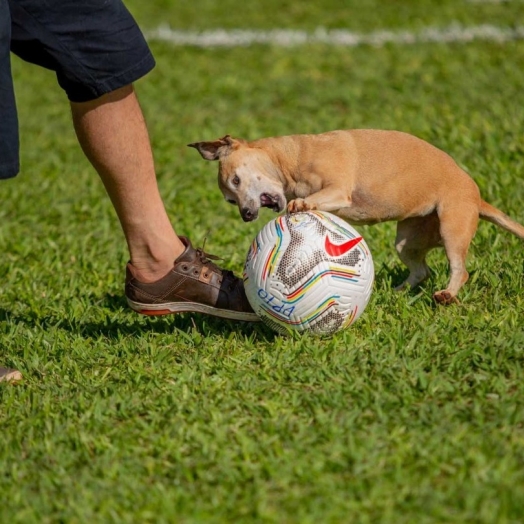 Missal cria programa municipal de Defesa e Proteção Animal