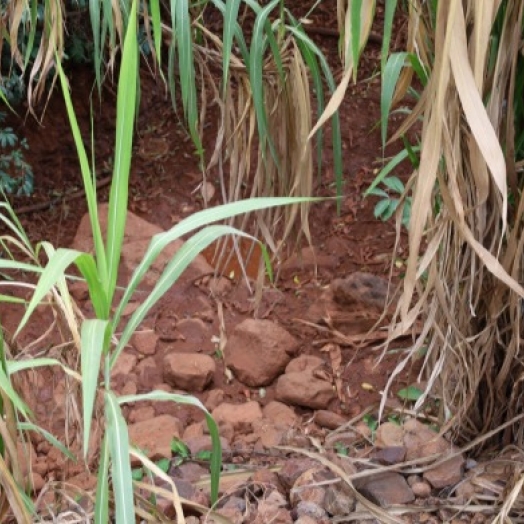 Missal decreta Situação de Emergência nas áreas do município afetadas pela Estiagem