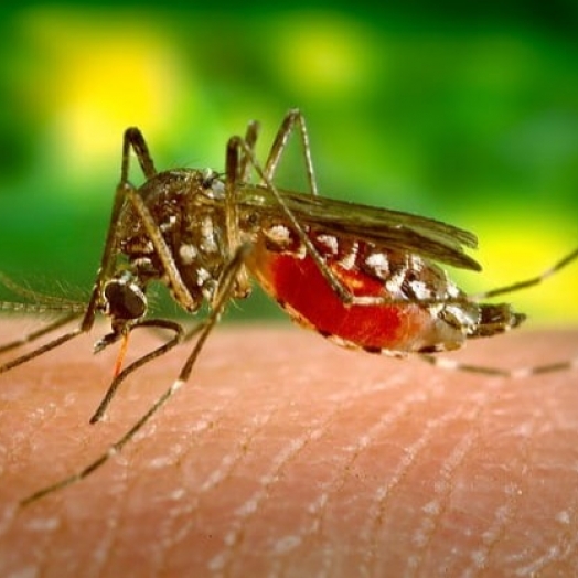 Missal registrou 49 casos de dengue desde o início de 2021