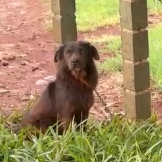 Moradora denuncia abandono sistemático de cães na Linha Castanhel