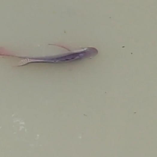 Moradores denunciam poluição e morte de peixes no Rio Pinto, em São Miguel do Iguaçu