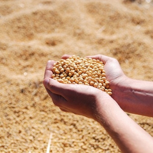 Mudanças fiscais e avanços no agro: Setor rural se prepara para 2025