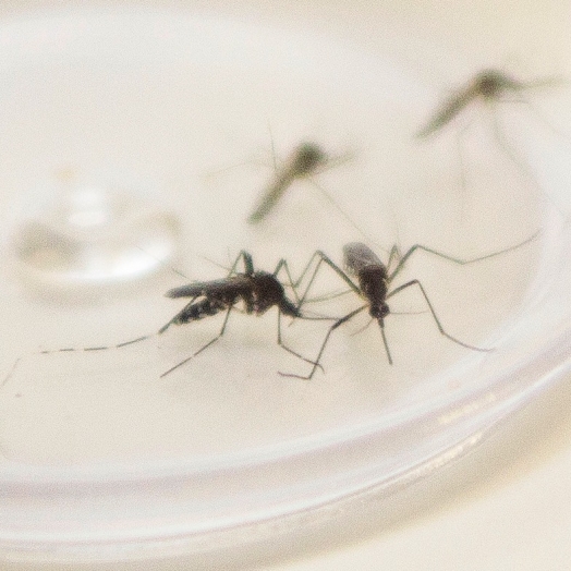 Mutirão de limpeza contra a dengue começa nesta quarta-feira (27) em São Miguel do Iguaçu