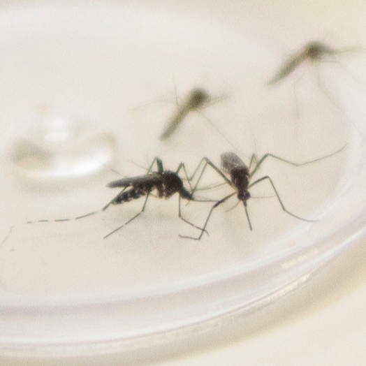 Não houve registros de casos de dengue nas duas últimas semanas em Missal