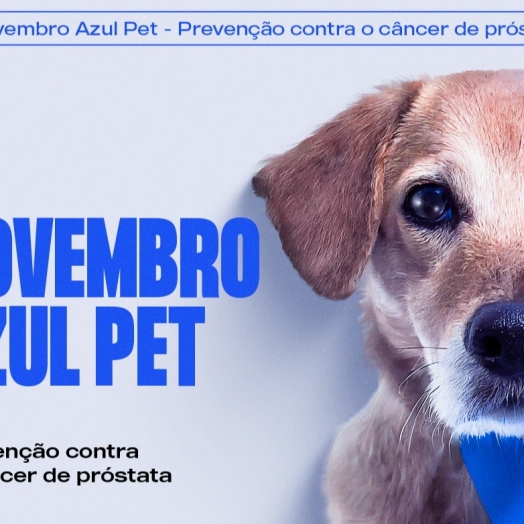 Novembro azul: Câncer de próstata também pode atingir os animais de estimação