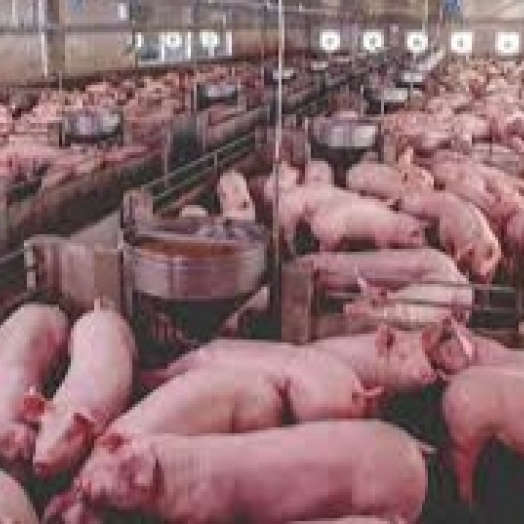 O Oeste do Paraná vai contar com uma central de bionergia com geração produzida pelo tratamento de dejetos de suínos