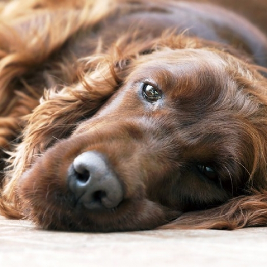 O que é cinomose? Conheça essa doença grave que atinge os cães