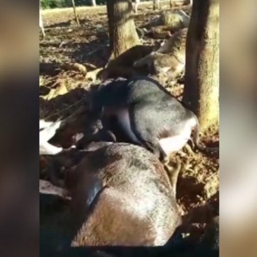 Animais morrem após descarga elétrica em propriedade rural de São José das Palmeiras