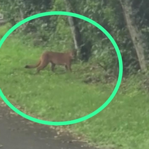 Onça-pintada é flagrada passeando no Parque Nacional do Iguaçu no feriado da Independência