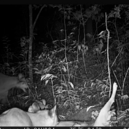 Onças-pardas invadem quintal de residência e atacam animais de estimação em São Miguel do Iguaçu