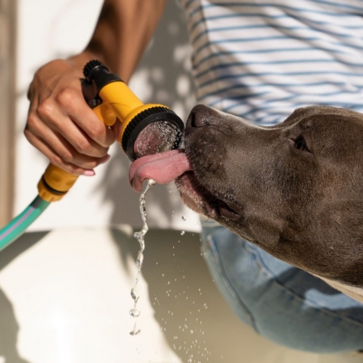 Onda de calor:  Saiba como cuidar dos pets durante as altas temperaturas