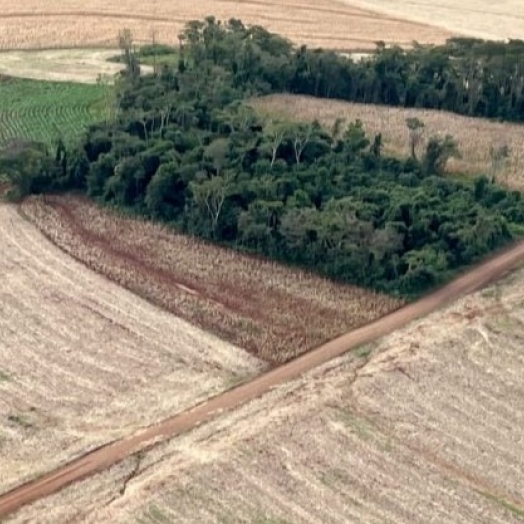 Operação embarga propriedades no Paraná por desmatamento e aplica multas de R$ 120 mil reais