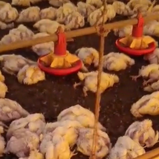 Oscilação de energia causa prejuízo de R$ 150 mil em aviário de São Miguel do Iguaçu