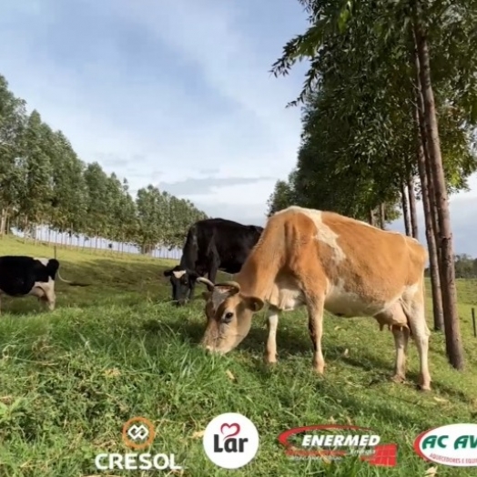 Para reduzir custos, produtor de leite aposta em integração  pecuária-floresta em Missal