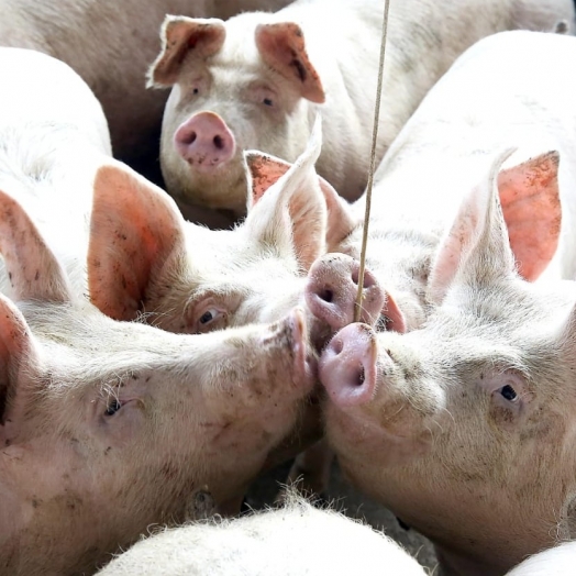 Paraná é o maior produtor de carne suína para consumo interno, aponta Boletim Agropecuário