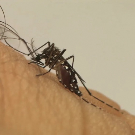Paraná registra seis novas mortes por dengue, indica boletim