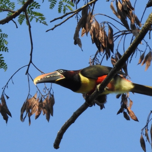Parque Nacional do Iguaçu fortalece o birdwatching e credencia condutores para observação de aves