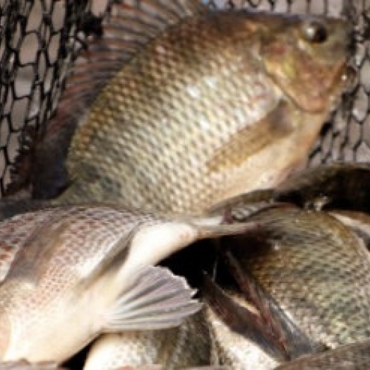 Peixe na merenda escolar gera otimismo na aquicultura do Paraná