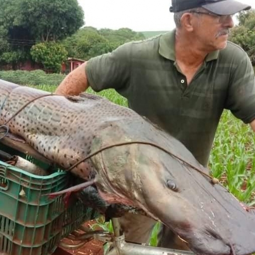 Pescador captura peixe de mais de 40kg no Rio Paraná em Guaíra