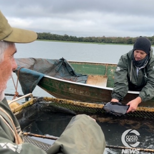 Pescadores consolidam criação de pacu e sonham em poder também criar tilápia no Lago de Itaipu