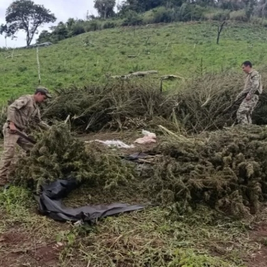 PF destrói plantação de maconha em área equivalente a 120 campos de futebol
