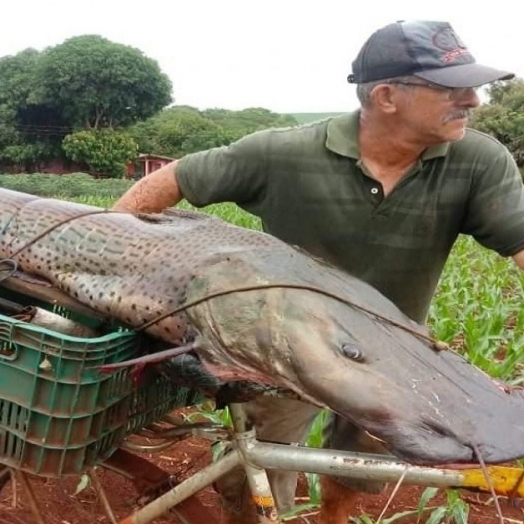 Pintado de mais de 40 kg rende um mil reais para pescador