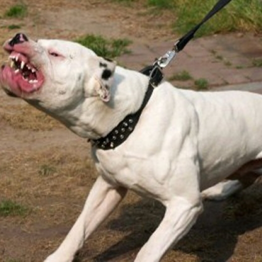 Pitbull pula muro e mata seis galinhas em Guaíra