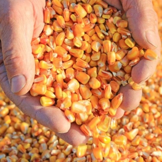 Plantio do milho está na reta final no Paraná, destaca Deral
