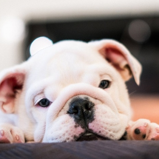Pode dar dipirona para cachorro?