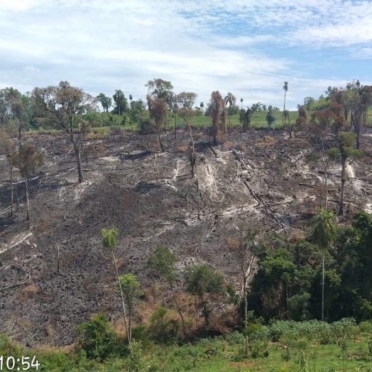 Polícia Ambiental autua proprietário por danificar floresta do bioma Mata Atlântica