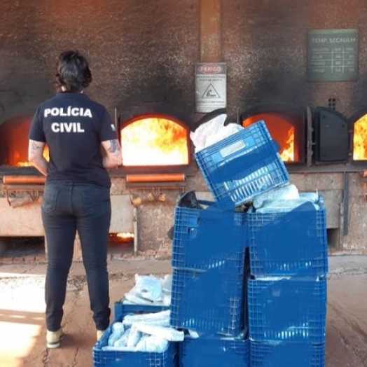 Polícia Civil incinera mais de 370 quilos de entorpecentes