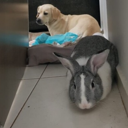 Polícia encontra coelho comendo maconha em residência no Paraná