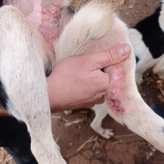 Polícia Ambiental em conjunto com outros órgão resgatam 25 cães em situação de maus tratos