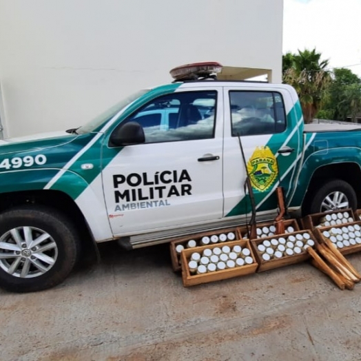 Polícia Militar Ambiental encontra fábrica de palmito clandestina próximo ao Parque Nacional do Iguaçu