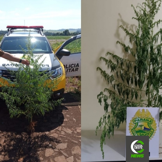 Polícia Militar apreende pé de maconha em Itaipulândia