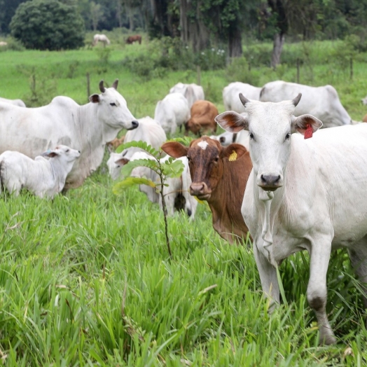 Prazo para atualização obrigatória de rebanhos começa em 1º de maio no Paraná