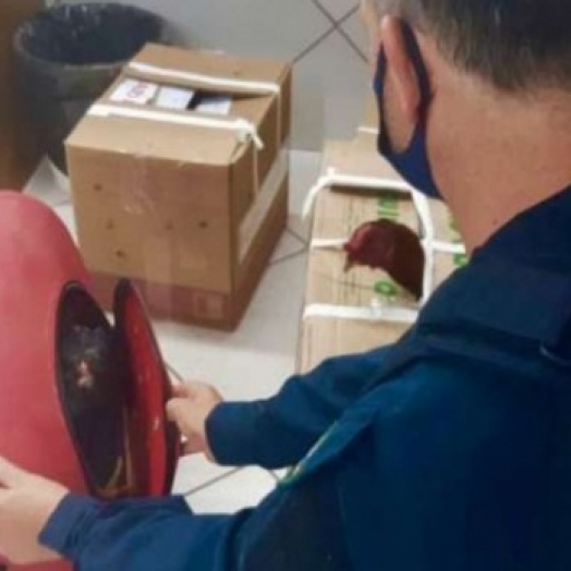 Prefeito de cidade do interior do Paraná é preso pela PRF com galos de rinha